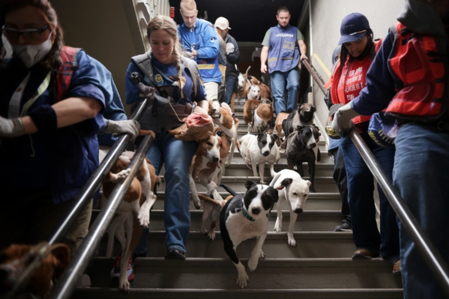 175 Dogs Rescue from Hoarders in Slidell Mississippi 2011